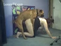 Brown pit bull rides a Mature&#039;s cunt gap